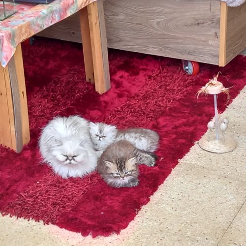 Chatons persans males #1
