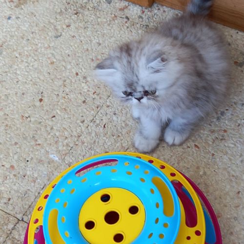 Chatons persans males #3