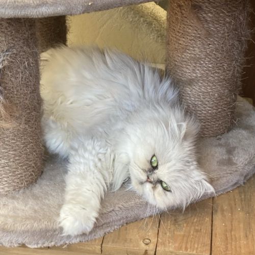 Chatons persans males