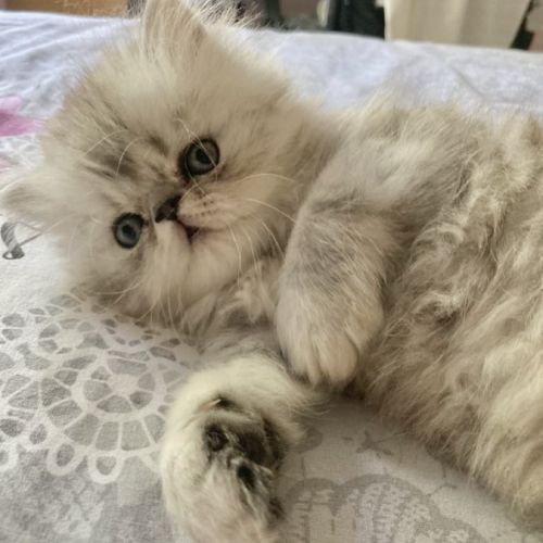 Chatons persans males #5