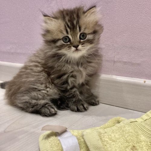 Chatons persans males #7