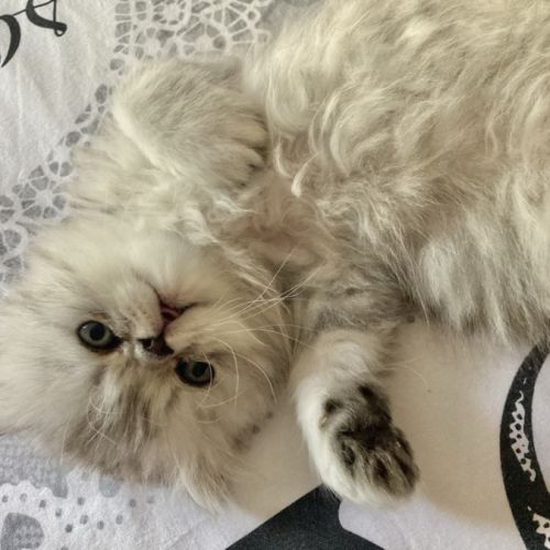 Chatons persans males #9