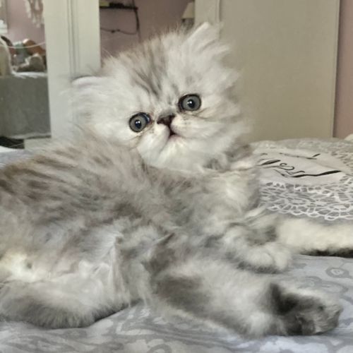 Chatons persans males #10