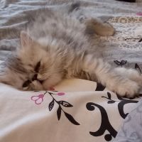 Chatons persans males #2