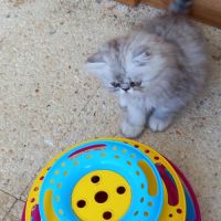 Chatons persans males #3