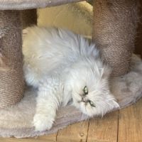 Chatons persans males #0