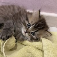 Chatons persans males #8