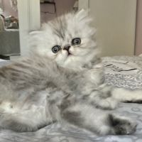 Chatons persans males #10