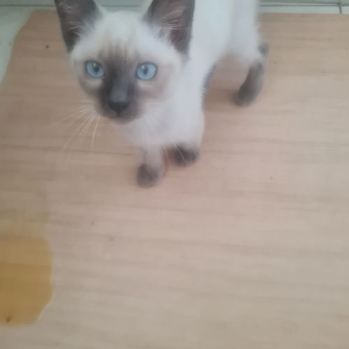 Magnifiques chatons siamois disponibles #1