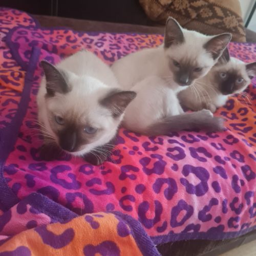 Magnifiques chatons siamois disponibles
