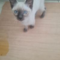 Magnifiques chatons siamois disponibles #1