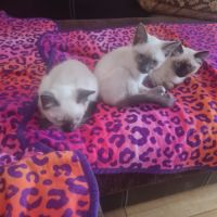 Magnifiques chatons siamois disponibles #2
