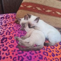 Magnifiques chatons siamois disponibles #4
