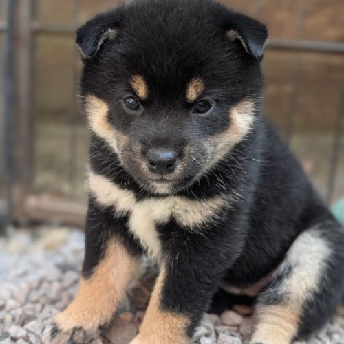 Deux femelle shiba noire et feu #2