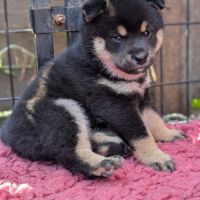 Deux femelle shiba noire et feu