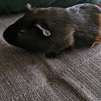 Noirot petit cochon d'inde (mâle) #3