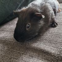 Noirot petit cochon d'inde (mâle)