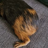 Noirot petit cochon d'inde (mâle) #2