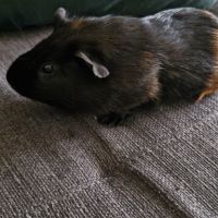 Noirot petit cochon d'inde (mâle) #3