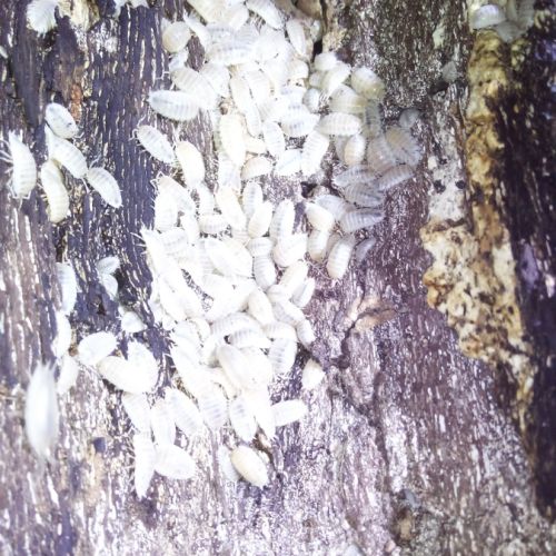 Porcellio laevis white - cloportes - isopodes #1