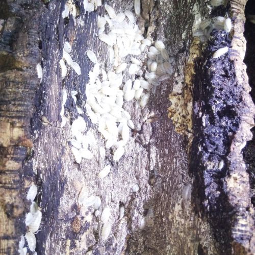 Porcellio laevis white - cloportes - isopodes #2