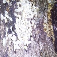 Porcellio laevis white - cloportes - isopodes #1