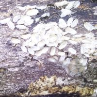 Porcellio laevis white - cloportes - isopodes