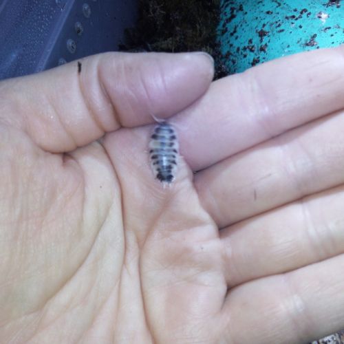 Porcellio laevis dairy cow - cloportes - isopodes #1