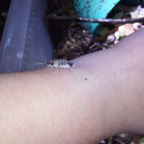 Porcellio laevis dairy cow - cloportes - isopodes #2