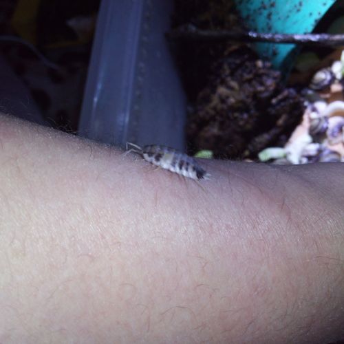 Porcellio laevis dairy cow - cloportes - isopodes #3