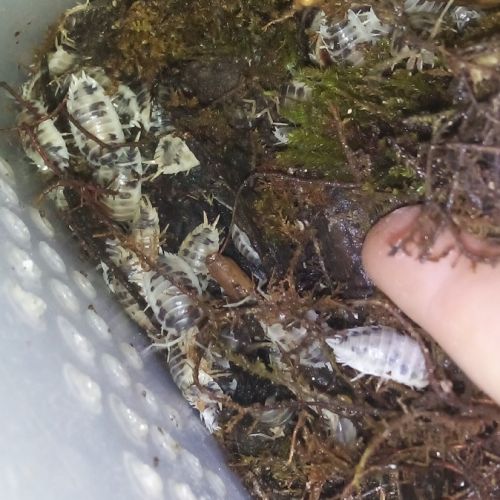 Porcellio laevis dairy cow - cloportes - isopodes #4