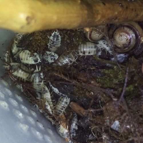 Porcellio laevis dairy cow - cloportes - isopodes