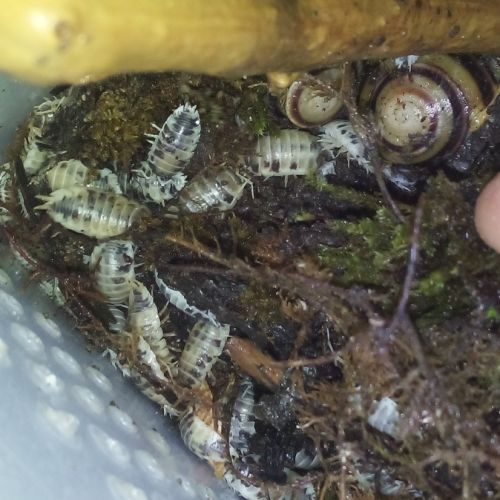 Porcellio laevis dairy cow - cloportes - isopodes #6