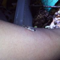 Porcellio laevis dairy cow - cloportes - isopodes #3