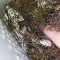 Porcellio laevis dairy cow - cloportes - isopodes #4