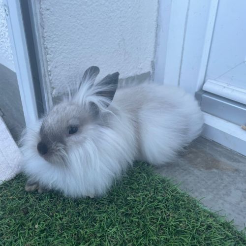 Lapins nains à donner #1