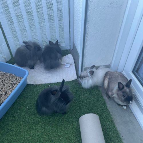 Lapins nains à donner #3