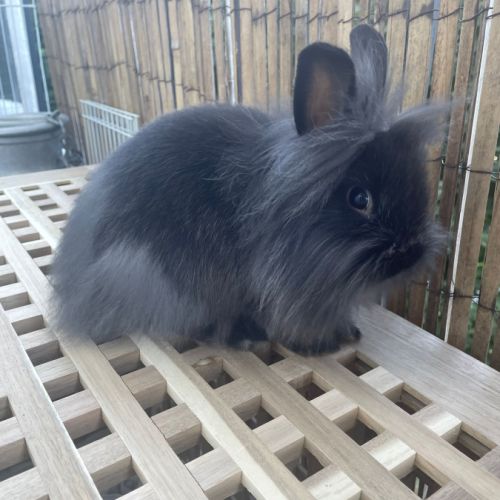 Lapins nains à donner #4