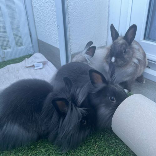 Lapins nains à donner #5