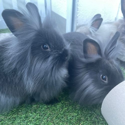 Lapins nains à donner #6