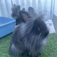 Lapins nains à donner