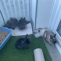Lapins nains à donner #3