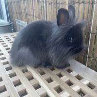 Lapins nains à donner #4