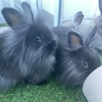 Lapins nains à donner #6