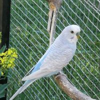 Vends perruches ondulées #1