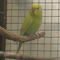 Vends perruches ondulées