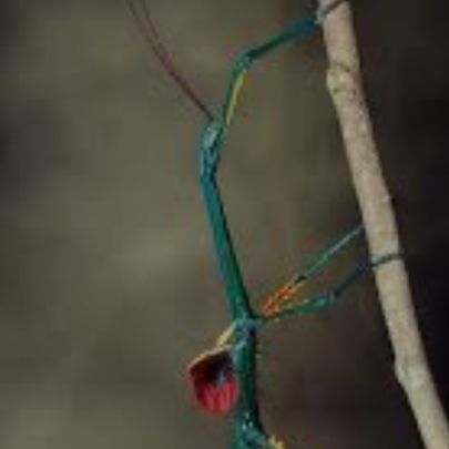 Vend oeuf phasme madagascar #0