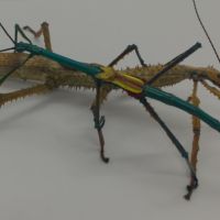 Vend oeuf phasme madagascar #1