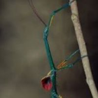 Vend oeuf phasme madagascar #0