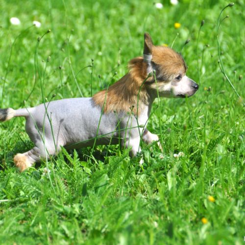 Chiots chien chinois à crête lof #2